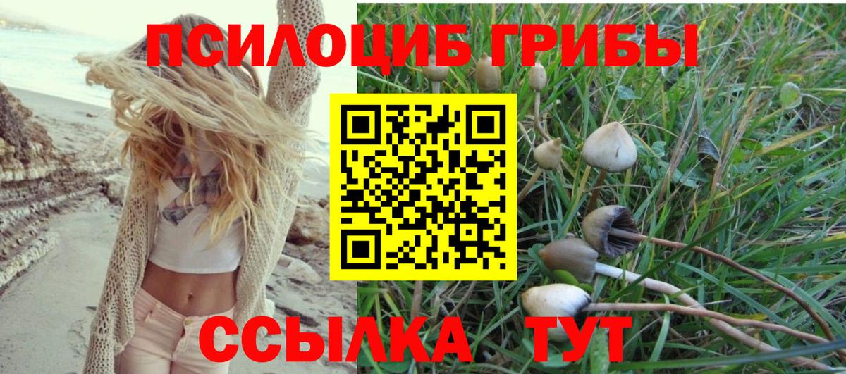 Галлюциногенные грибы Cubensis  Псилоцибиновые грибы прущие грибы  Назрань  Вход с VPN 